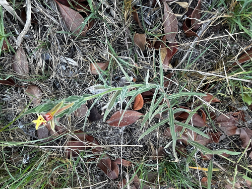 Oenothera mollissima, photograph 6