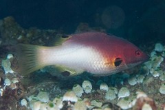 Bodianus axillaris