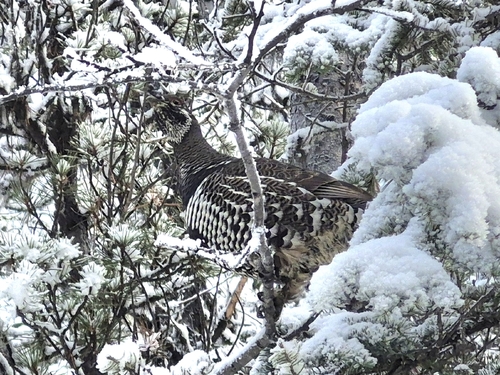 Spruce Grouse (Canachites canadensis), photo 4