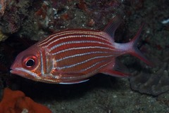 Crown Squirrelfish photo 3