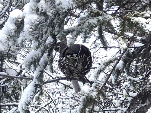 Spruce Grouse (Canachites canadensis), photo 5
