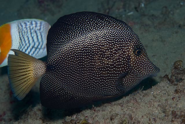Spotted Tang