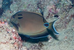 Acanthurus tennentii