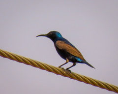 Purple Sunbird photo 4