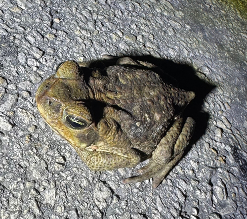 Cane Toad
