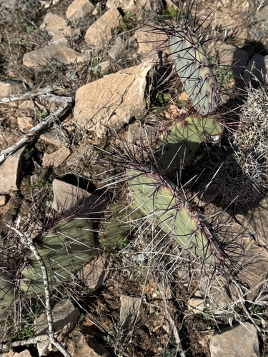 Tulip Pricklypear (Opuntia camanchica)