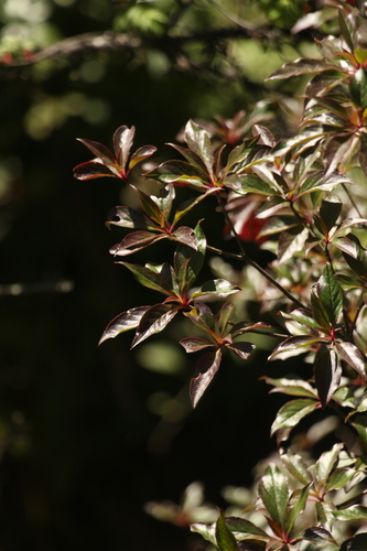 Image of Enkianthus deflexus by (c) Siddarth Machado, some rights reserved (CC BY)