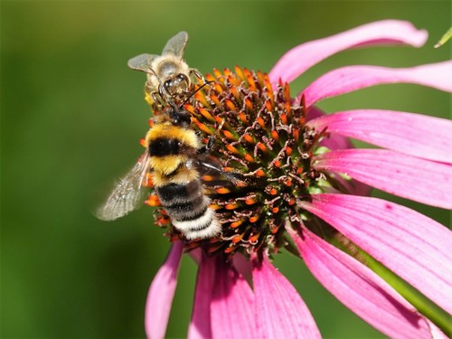 Large Garden Bumble Bee photo 2