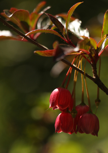 Image of Enkianthus deflexus by (c) Siddarth Machado, some rights reserved (CC BY)