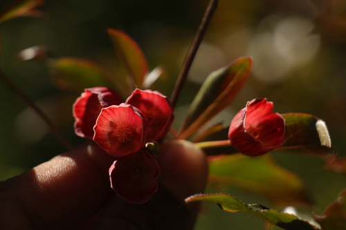 Image of Enkianthus deflexus by (c) Siddarth Machado, some rights reserved (CC BY)