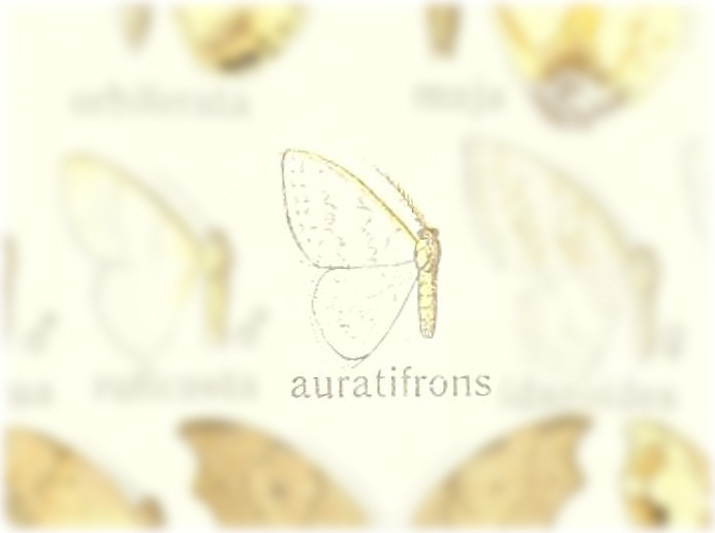 Argodrepana auratifrons