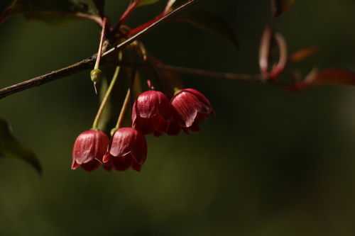 Image of Himalayan Red Bell (Enkianthus deflexus) by (c) Siddarth Machado, some rights reserved (CC BY)