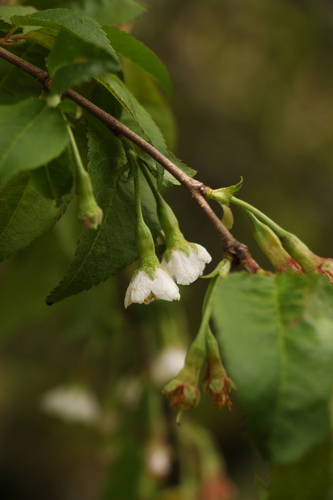 Prunus rufa, photograph 6