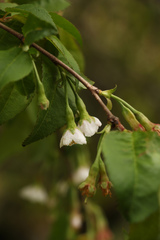 Prunus rufa