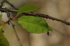 Prunus rufa