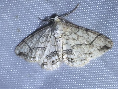 Cleora compectinata