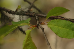 Prunus rufa