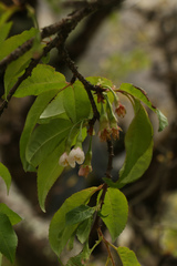 Prunus rufa