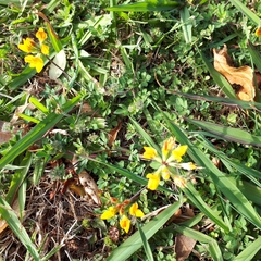 Lotus suaveolens