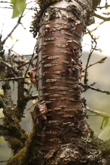 Prunus rufa