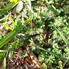 Lotus suaveolens