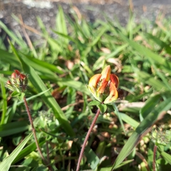 Lotus suaveolens