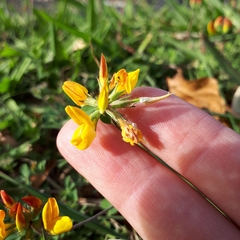 Lotus suaveolens