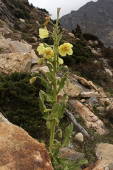 Meconopsis paniculata