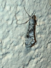 Cornifrons ulceratalis