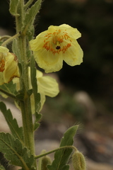 Meconopsis paniculata