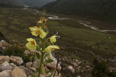Meconopsis paniculata