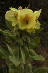 Meconopsis paniculata
