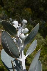 Eucalyptus cordata