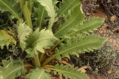 Meconopsis paniculata