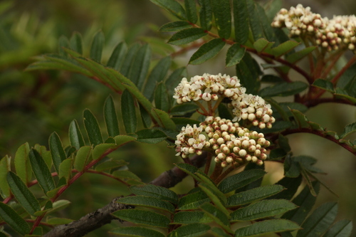 Sorbus microphylla, photograph 3