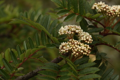 Sorbus microphylla