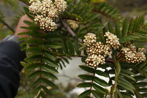 Sorbus microphylla, photograph 4