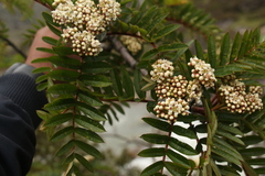 Sorbus microphylla