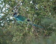 Barnardius zonarius barnardi