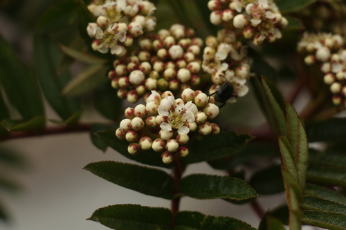 Sorbus microphylla, photograph 5