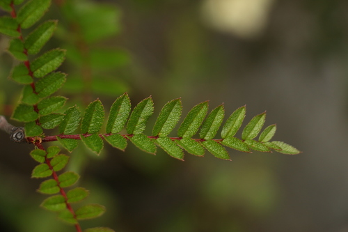 Sorbus microphylla, photograph 6