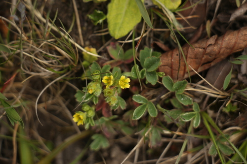 Sibbaldia cuneata, photograph 3