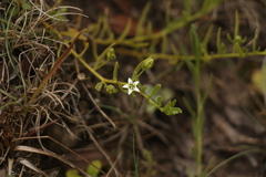 Thesium himalense