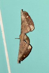 Acrodontis