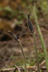 Meconopsis simplicifolia