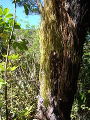 Phlegmariurus billardierei