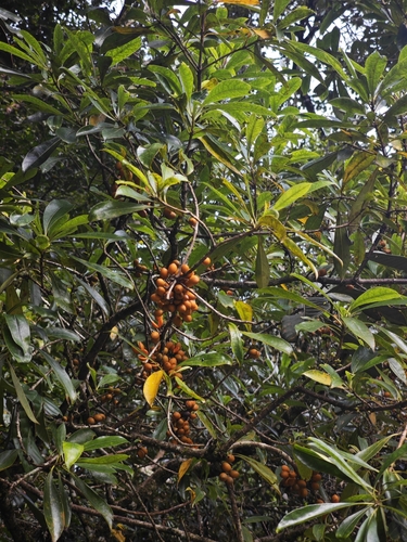 Pittosporum resiniferum observed 2026-01-31