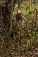 Podophyllum hexandrum