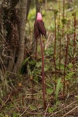 Podophyllum hexandrum