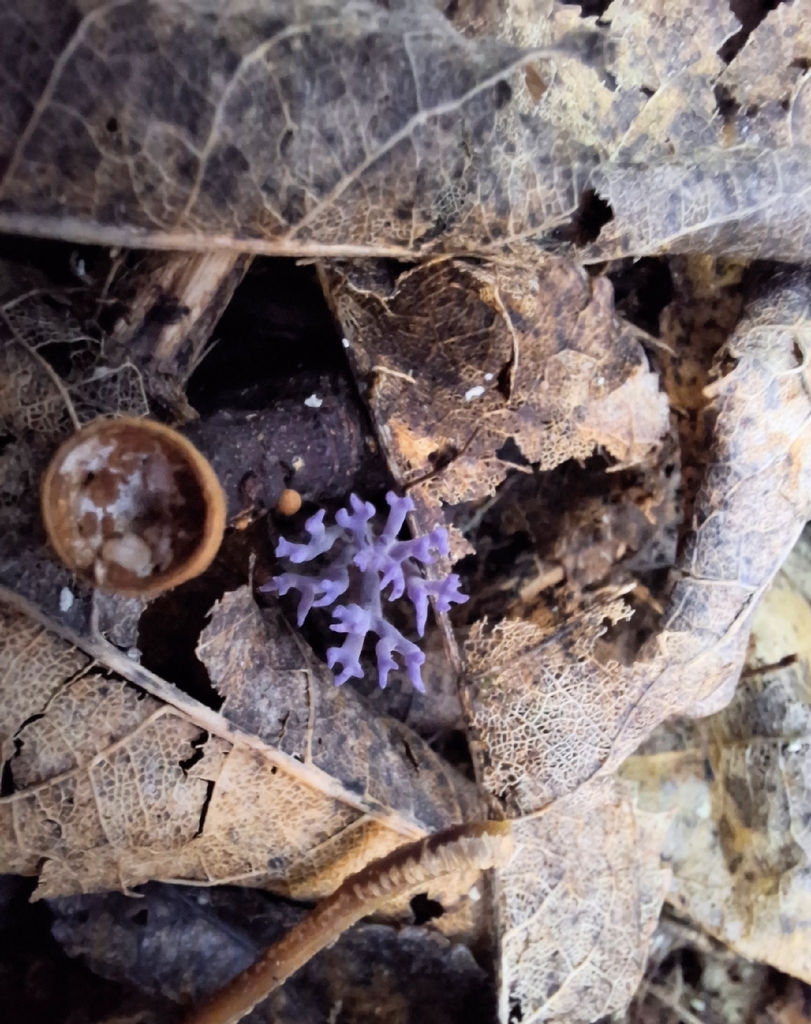 Ramariopsis pulchella · May 2025 · photo: © dinornis (iNaturalist, cc0)